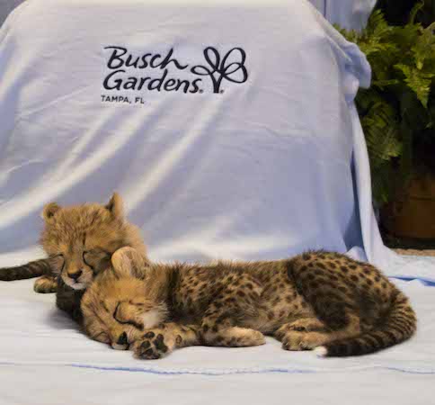 Busch Gardens Welcomes Baby Cheetahs Busch Gardens Welcomes Baby Cheetahs