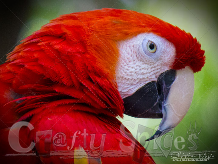 Scarlet Macaw