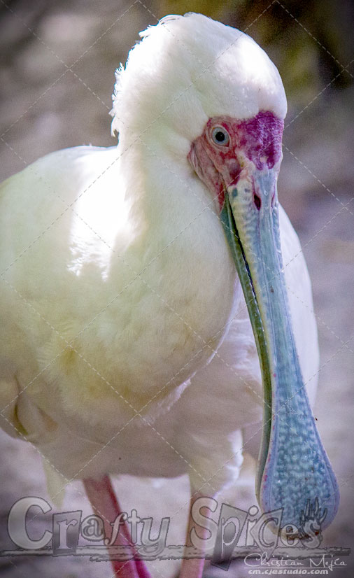 African Spoonbill