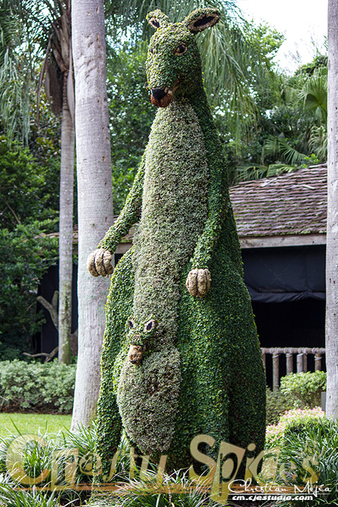 The kangaroo topiary at Busch Gardens The kangaroo topiary at Busch Gardens