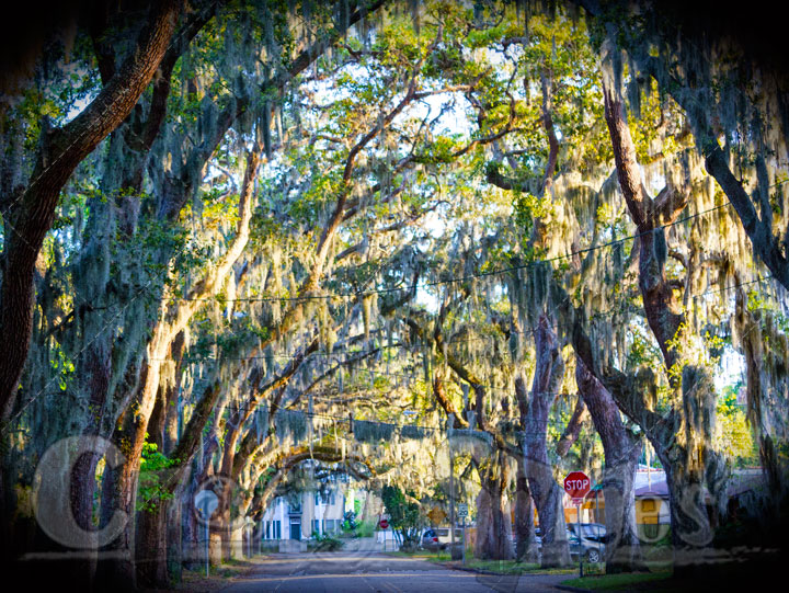 Magnolia Street Magnolia Street