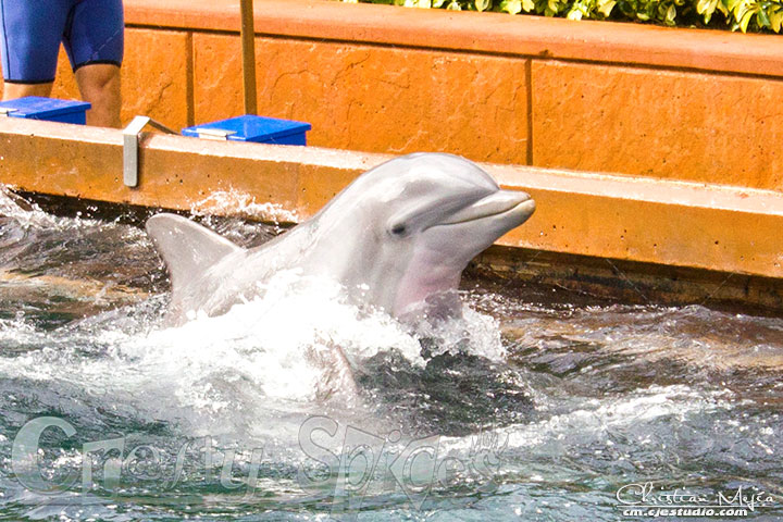 Lovely Dolphin Lovely Dolphin