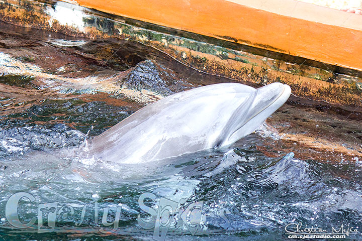 Dolphin Dolphin