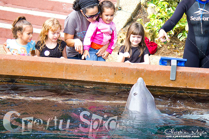 Dolphin Encounter Dolphin Encounter