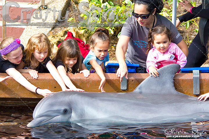 Joyful Dolphin Encounter Joyful Dolphin Encounter