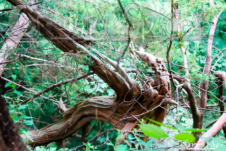 Surreal Nature 01 Surreal Nature 01