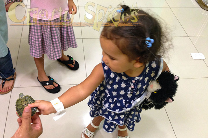 Kaylee with a real little turtle Kaylee with a real little turtle