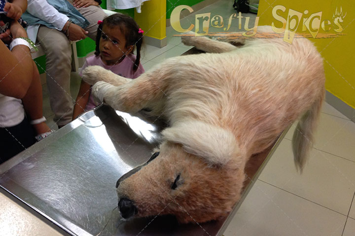 About to "start surgery" on a make believe dog About to "start surgery" on a make believe dog