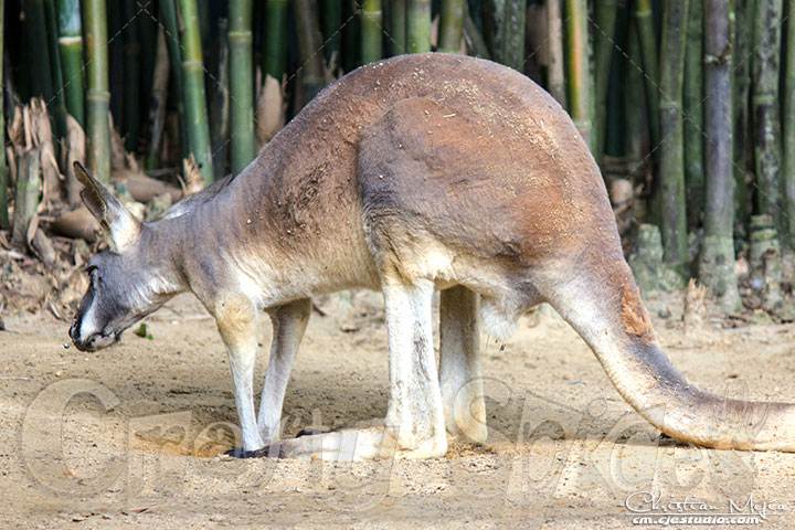 Lovely Kangaroo Lovely Kangaroo