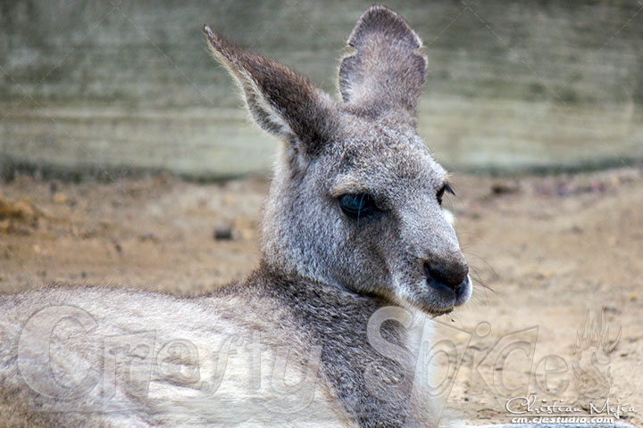 Nice Kangaroo Nice Kangaroo